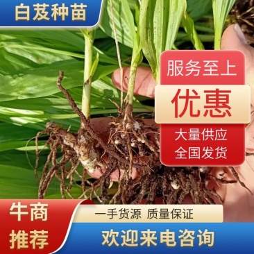 白芨苗白芨种苗大白芨紫花白芨苗产地一手货源