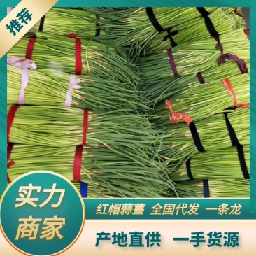 【推荐】河南红帽蒜苔精品干苔不泡水杂交蒜薹产地直供