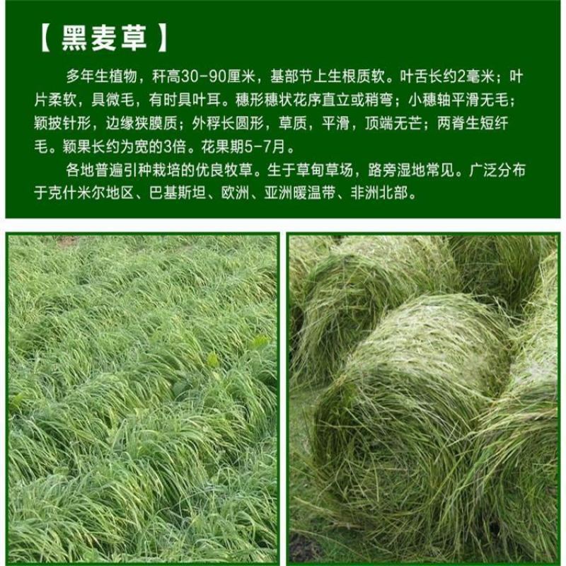 黑麦草种子冬牧70牧草种子养殖牛羊兔鱼牧草