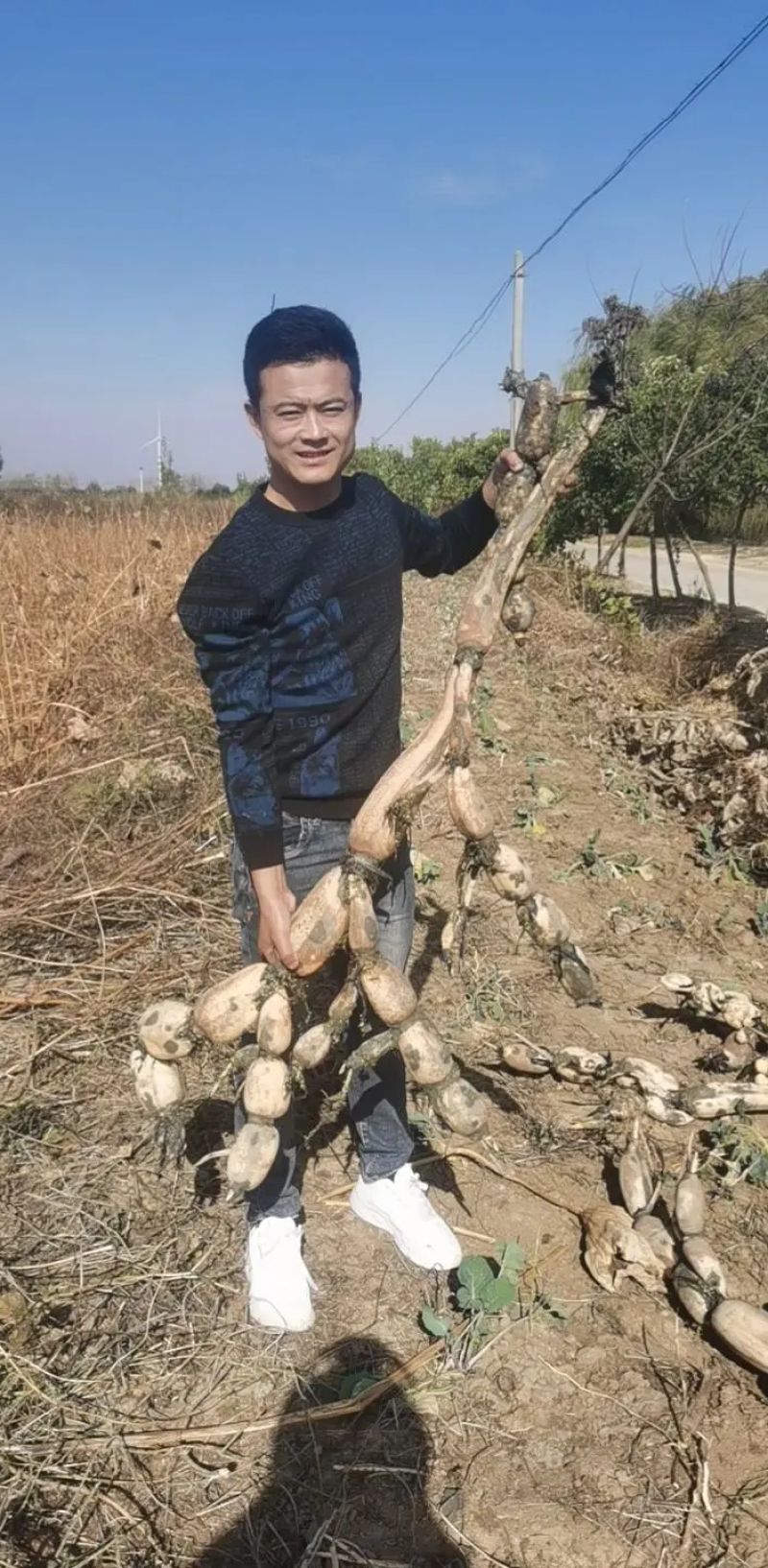 精品莲藕苗莲藕种新五号六号雪莲水果藕苗包纯种