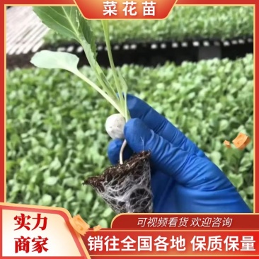 菜花苗有机花菜苗大量供应提供技术可视频看货