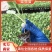 菜花苗有机花菜苗大量供应提供技术可视频看货