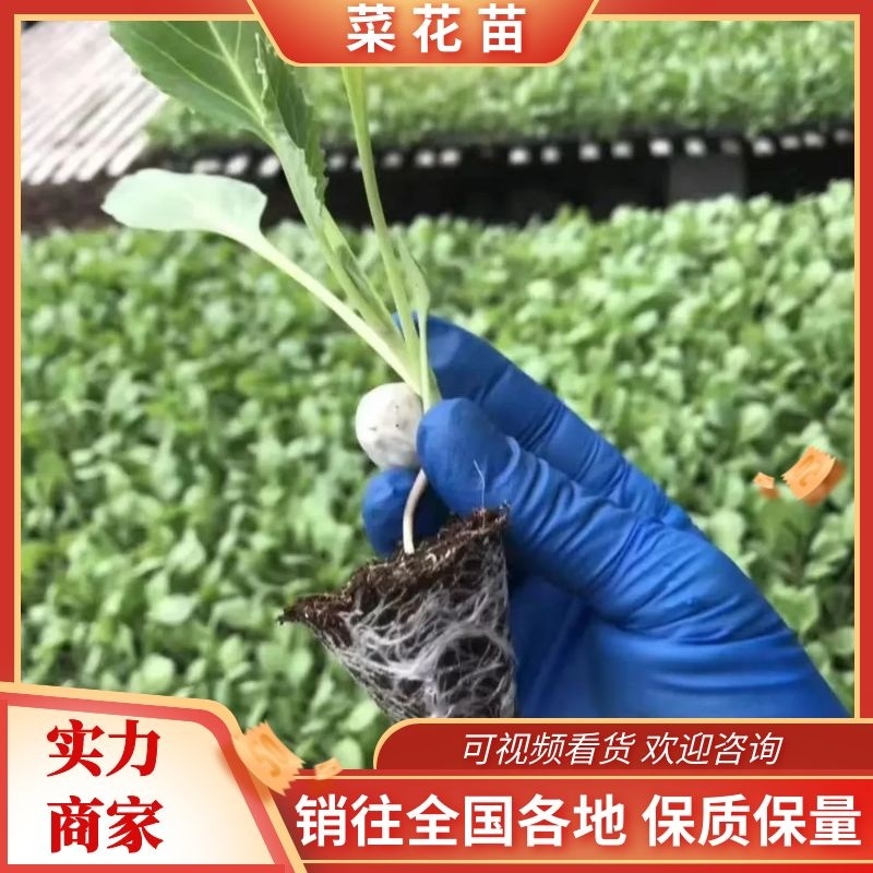 菜花苗有机花菜苗大量供应提供技术可视频看货