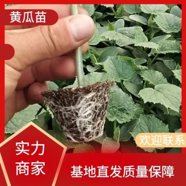 黄瓜苗口感好产量高抗病性强成活率保障量大优惠