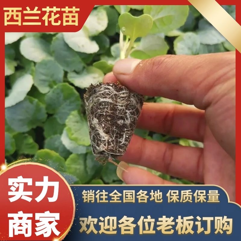 优选西兰花苗基地直供大量供应品种齐全提供技术指导