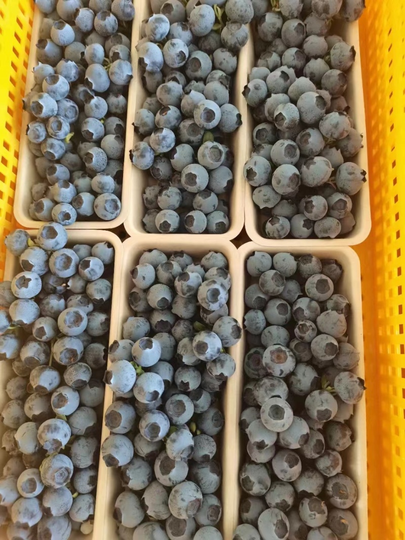 云南高原蓝莓！电商一件代发！供应链！整车代发！质量保证