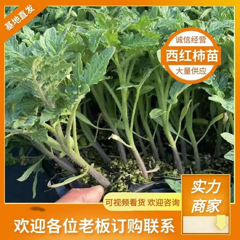 西红柿苗硬粉西红柿苗技术指导可视频看货量大优惠来电
