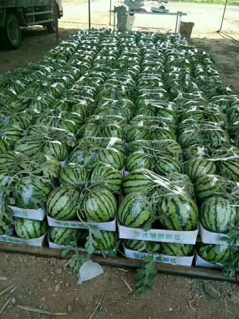 8424西瓜水润多汁冰脆可口产地直发预定请电话联系！
