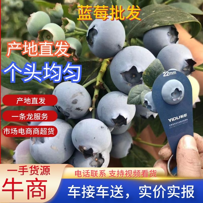 优瑞卡L25蓝莓，产地直发，耐运输耐储存利润高