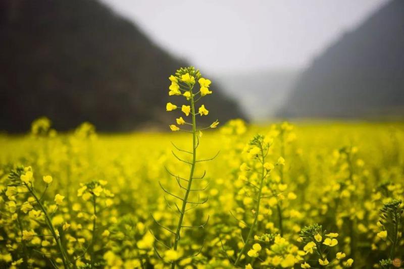 油菜花种子油菜籽道路景观花海四季种植可榨油种子蜜源可食用