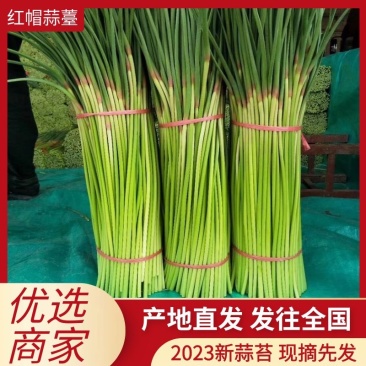 精品红帽蒜苔一手货源产地直发货源充足对接全国