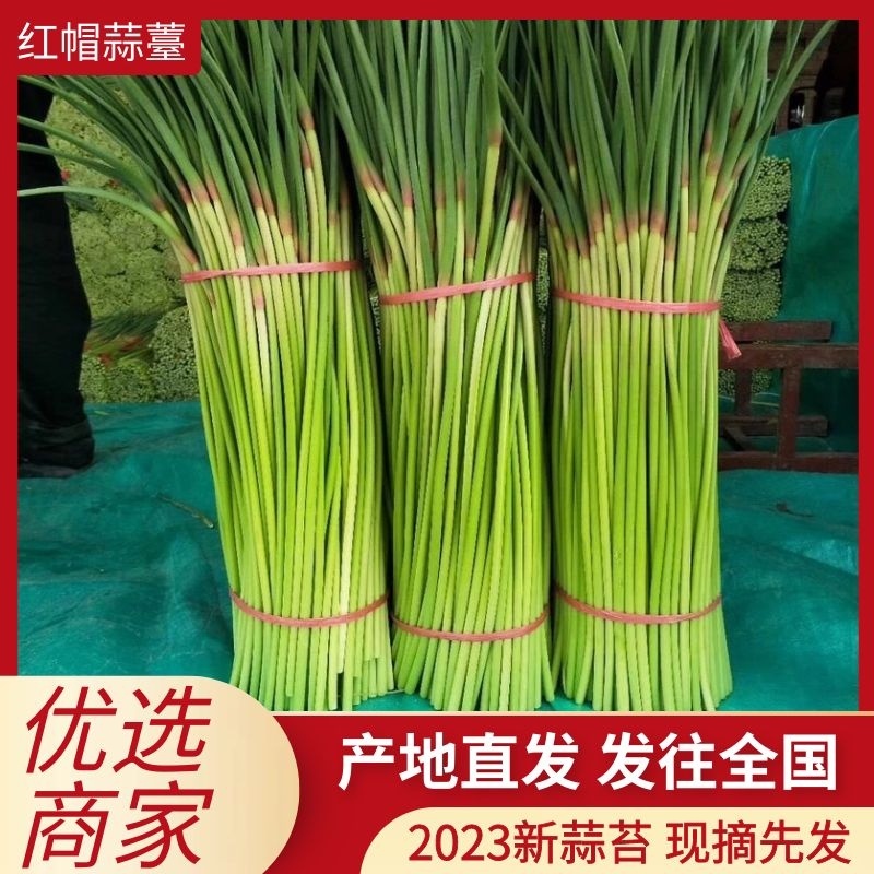 精品红帽蒜苔一手货源产地直发货源充足对接全国