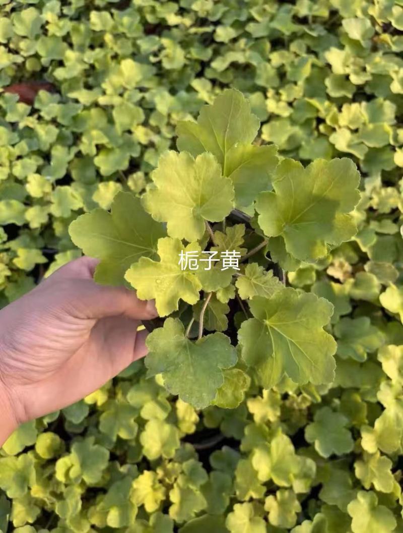 矾根瓶苗