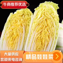 湖北精品娃娃菜，基地直发，一手货源，诚信经营，价格美丽