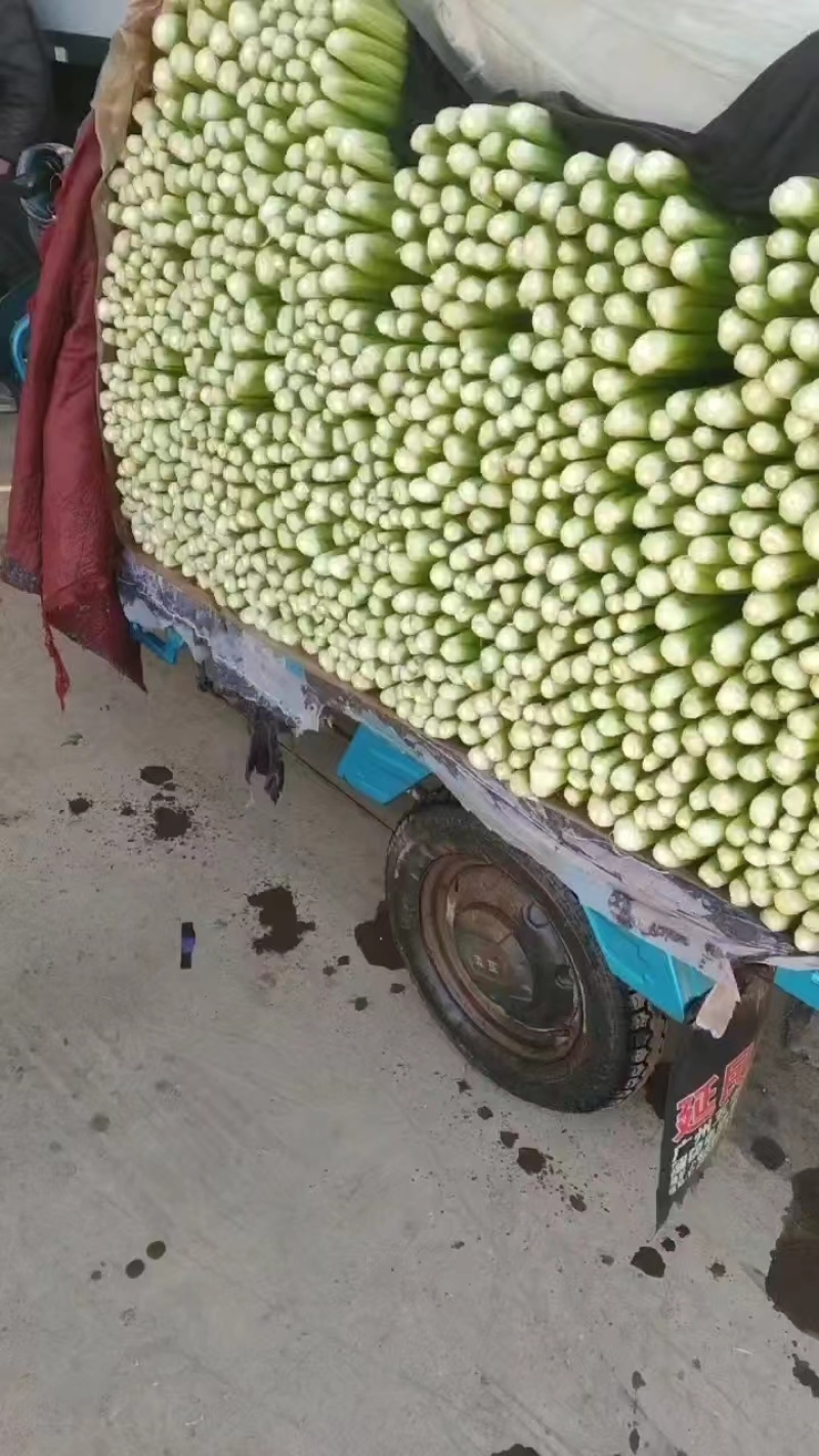 【优选商家】精品芹菜大量上市基地直供货源优质可视频看货