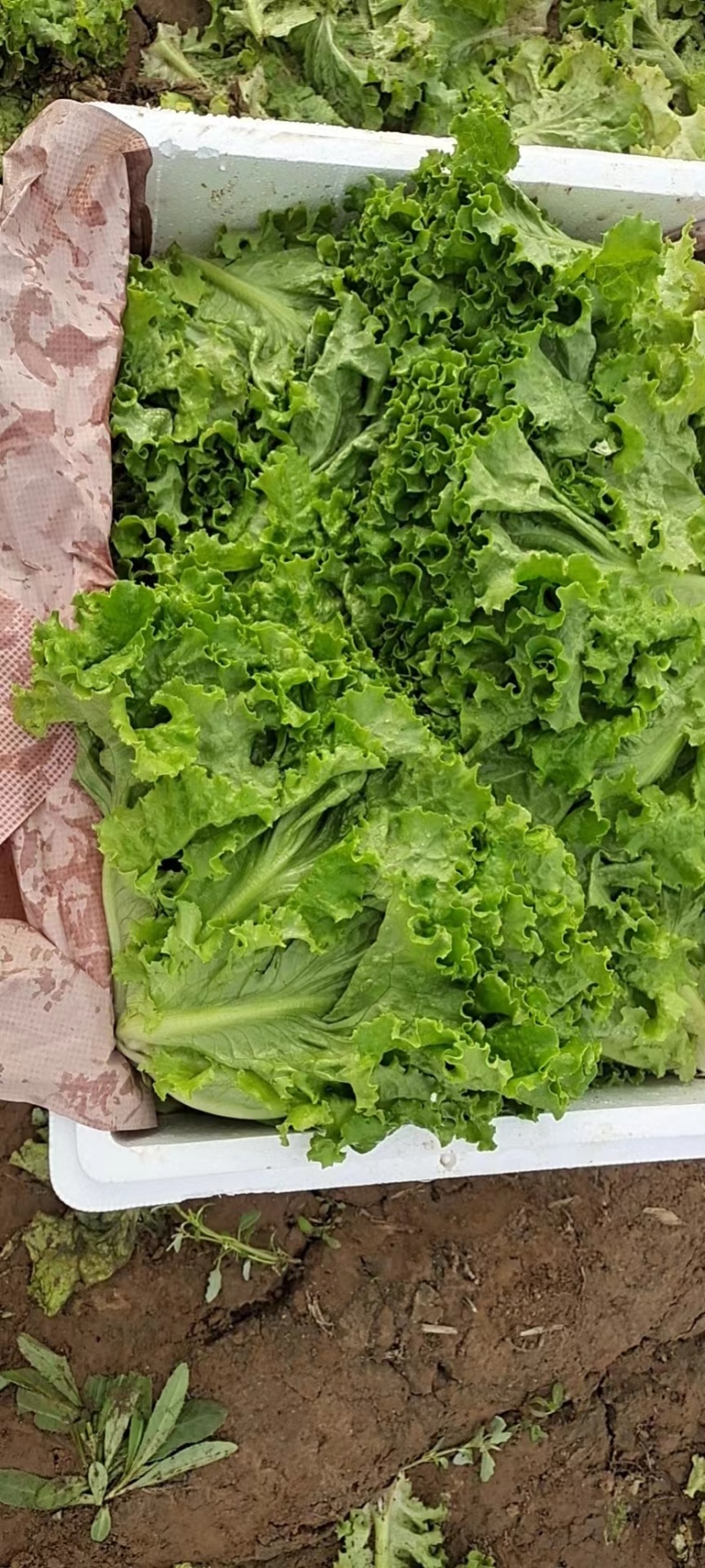 花叶生菜新鲜生菜对接商超一手货源保质保量欢迎选购