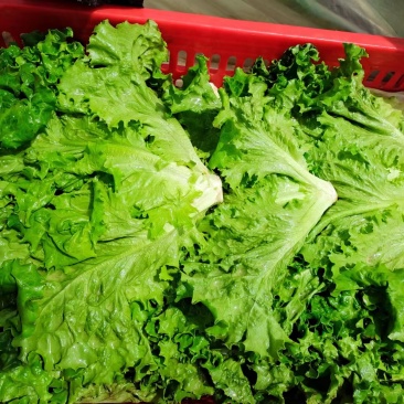 花叶生菜新鲜生菜对接商超一手货源保质保量欢迎选购