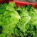 花叶生菜新鲜生菜对接商超一手货源保质保量欢迎选购