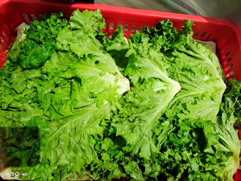 花叶生菜新鲜生菜对接商超一手货源保质保量欢迎选购