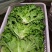 花叶生菜新鲜生菜对接商超一手货源保质保量欢迎选购