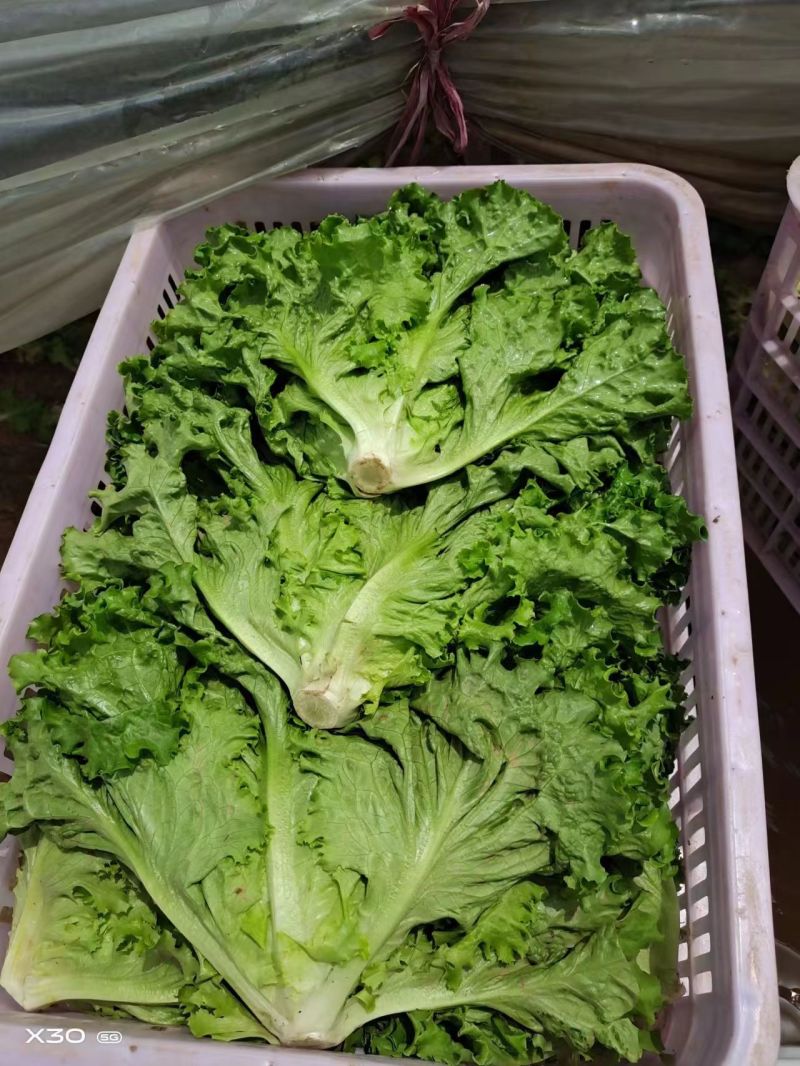 花叶生菜新鲜生菜对接商超一手货源保质保量欢迎选购
