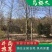 红叶碧桃，也叫紫叶碧桃，园林景观优选，苗圃一手货源