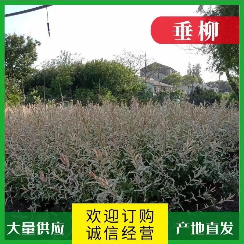 彩叶杞柳，园林景观彩色树种，绿篱用苗，苗圃一手货源