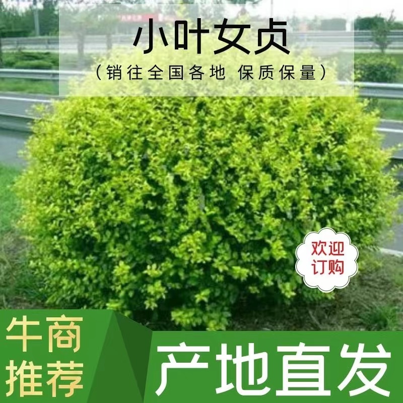 金叶女贞球冠幅1米/1米2，绿篱苗庭院别墅绿化苗四季常青