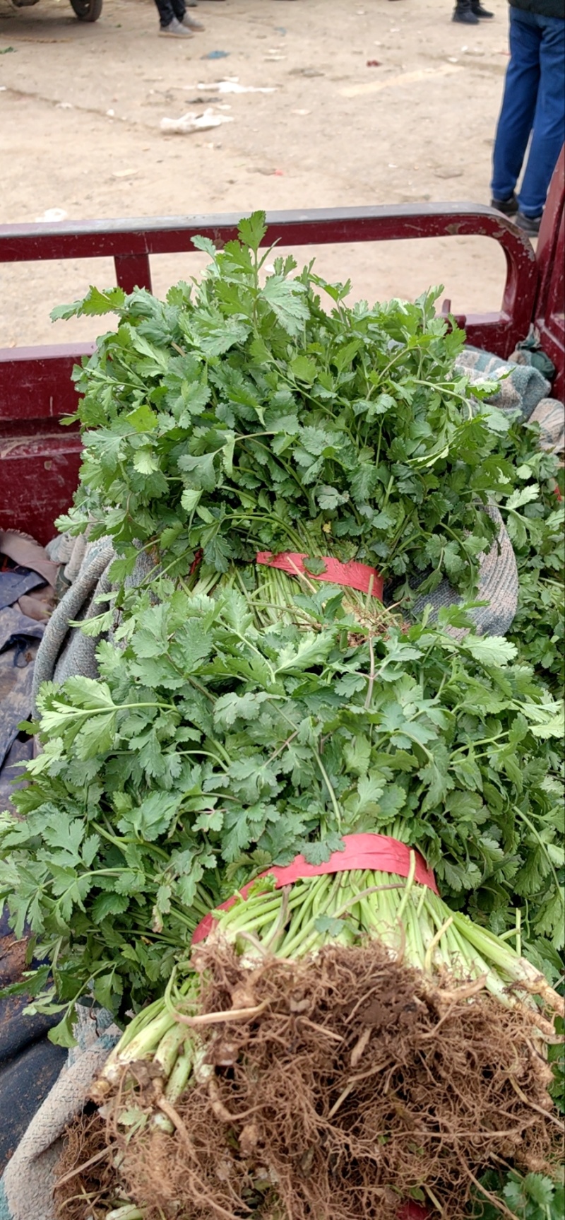 【优选】大叶优质香菜大量上市颜色鲜亮货源充足欢迎来电