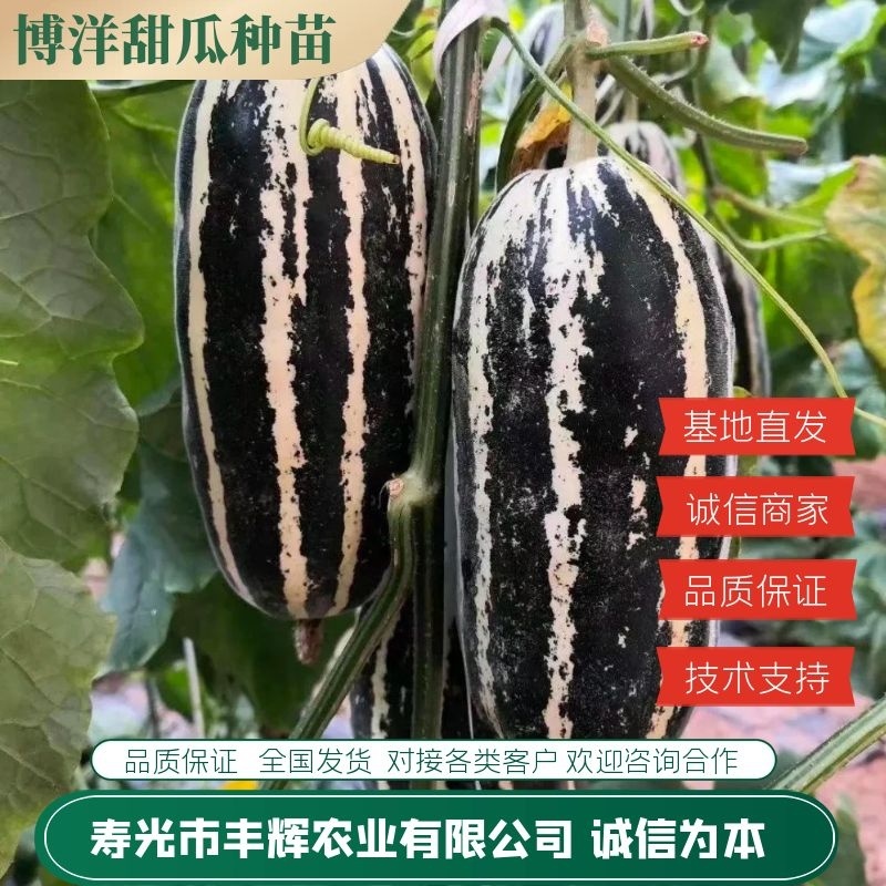 嫁接博洋九甜瓜苗直播苗品质保证苗场直发技术指导