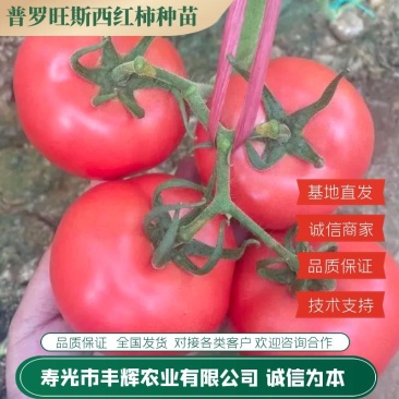 普罗旺斯荷兰进口原包装西红柿苗口感好产量高常年有苗