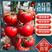 大红西红柿苗精品迪雅2号高抗病毒耐热耐裂产量高