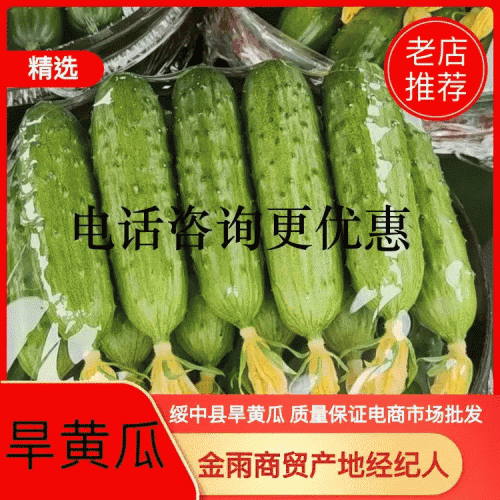 精品黄瓜旱黄瓜产地专业代办耐运输耐储存鲜花带刺