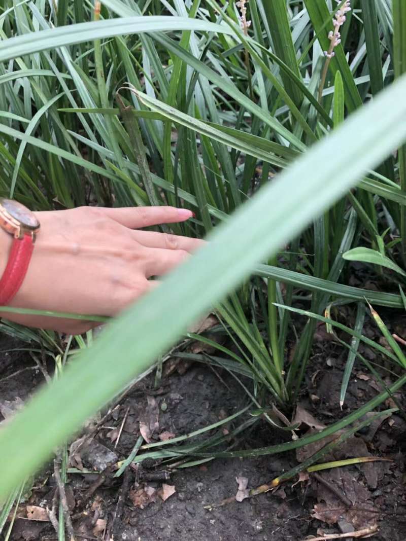 吉祥草地苗出售吉祥草工程苗沿阶草小苗价格