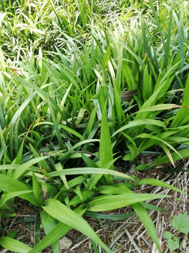 吉祥草地苗出售吉祥草工程苗沿阶草小苗价格