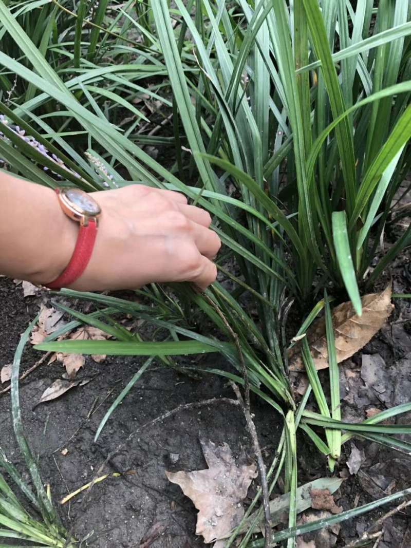 吉祥草地苗出售吉祥草工程苗沿阶草小苗价格