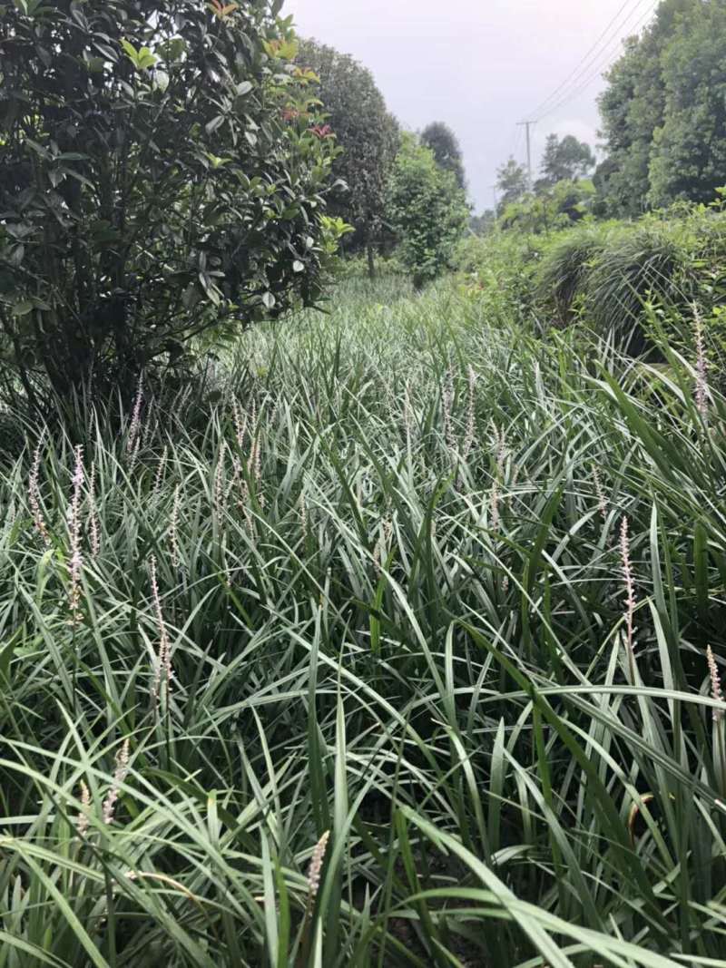 吉祥草地苗出售吉祥草工程苗沿阶草小苗价格
