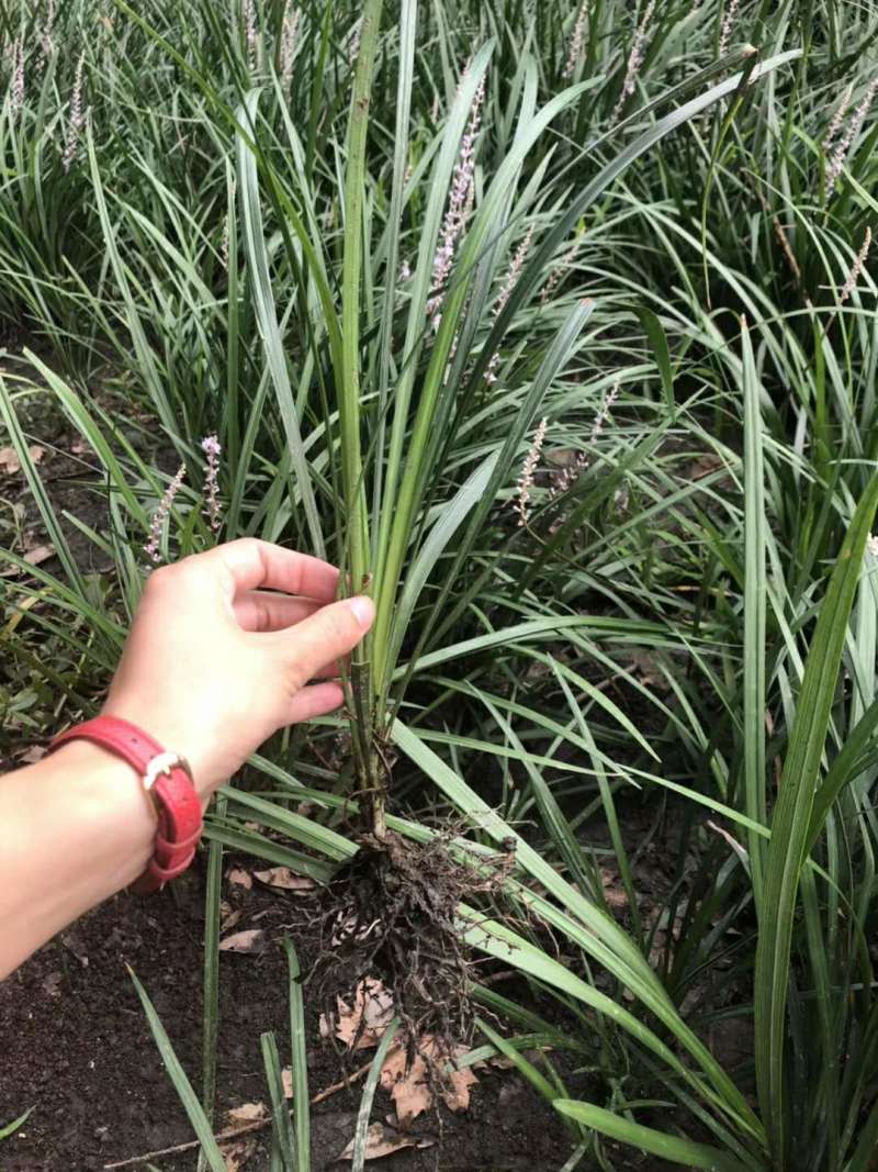 吉祥草地苗出售吉祥草工程苗沿阶草小苗价格