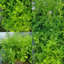 蓝雪花杯苗出售蓝雪花基地蓝雪花工程花卉苗子