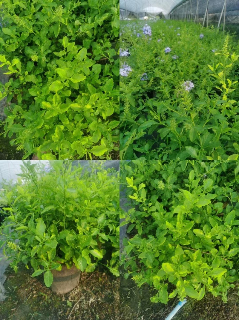 蓝雪花杯苗出售蓝雪花基地蓝雪花工程花卉苗子