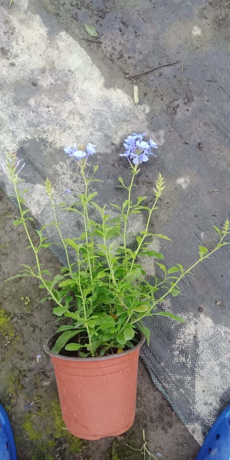 蓝雪花杯苗出售蓝雪花基地蓝雪花工程花卉苗子