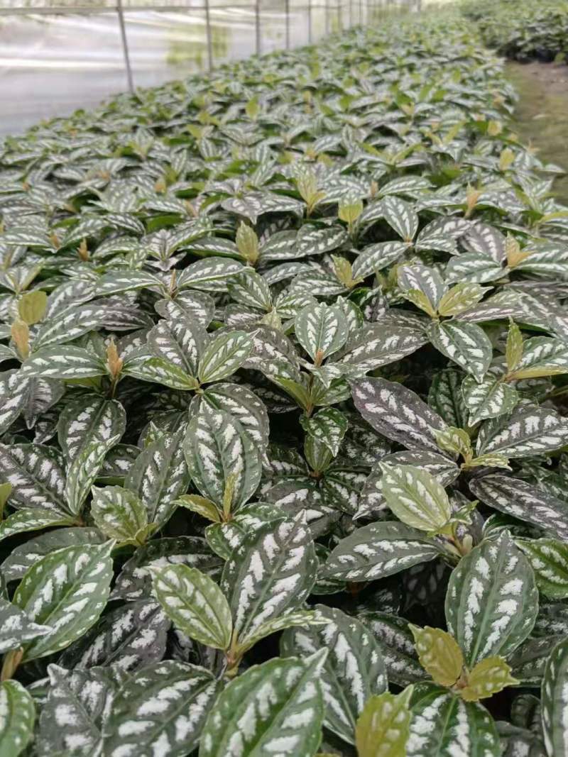 12杯冷水花批发出售冷水花基地供应冷水花工程苗