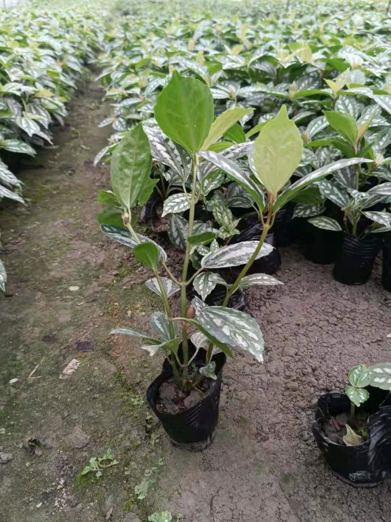 12杯冷水花批发出售冷水花基地供应冷水花工程苗