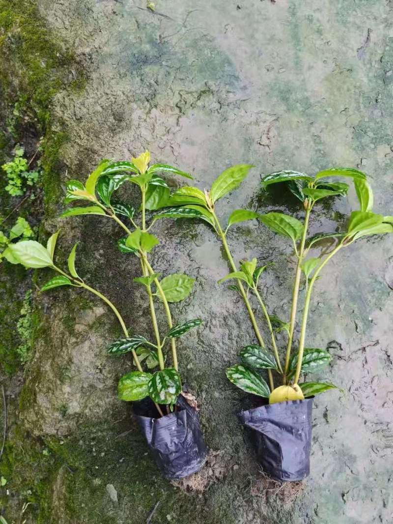 12杯冷水花批发出售冷水花基地供应冷水花工程苗