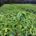 12杯冷水花批发出售冷水花基地供应冷水花工程苗