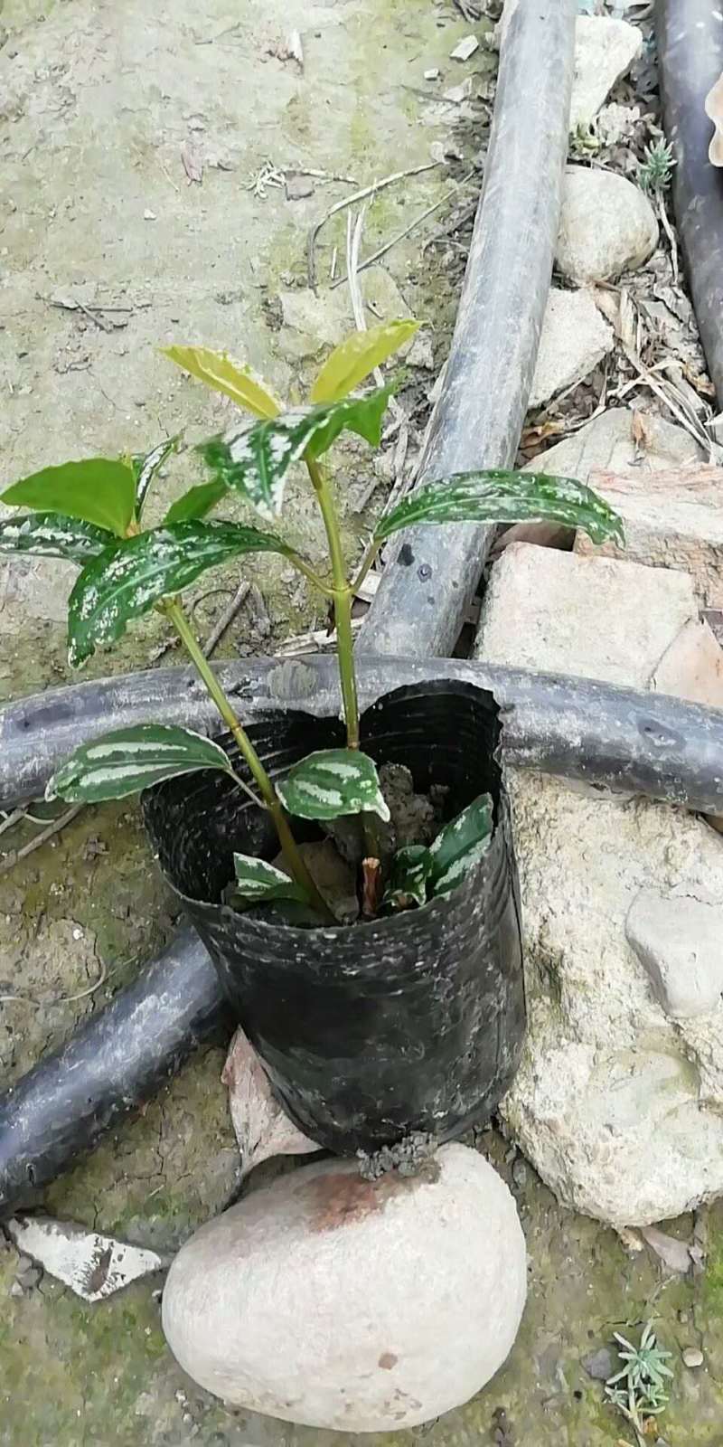 12杯冷水花批发出售冷水花基地供应冷水花工程苗