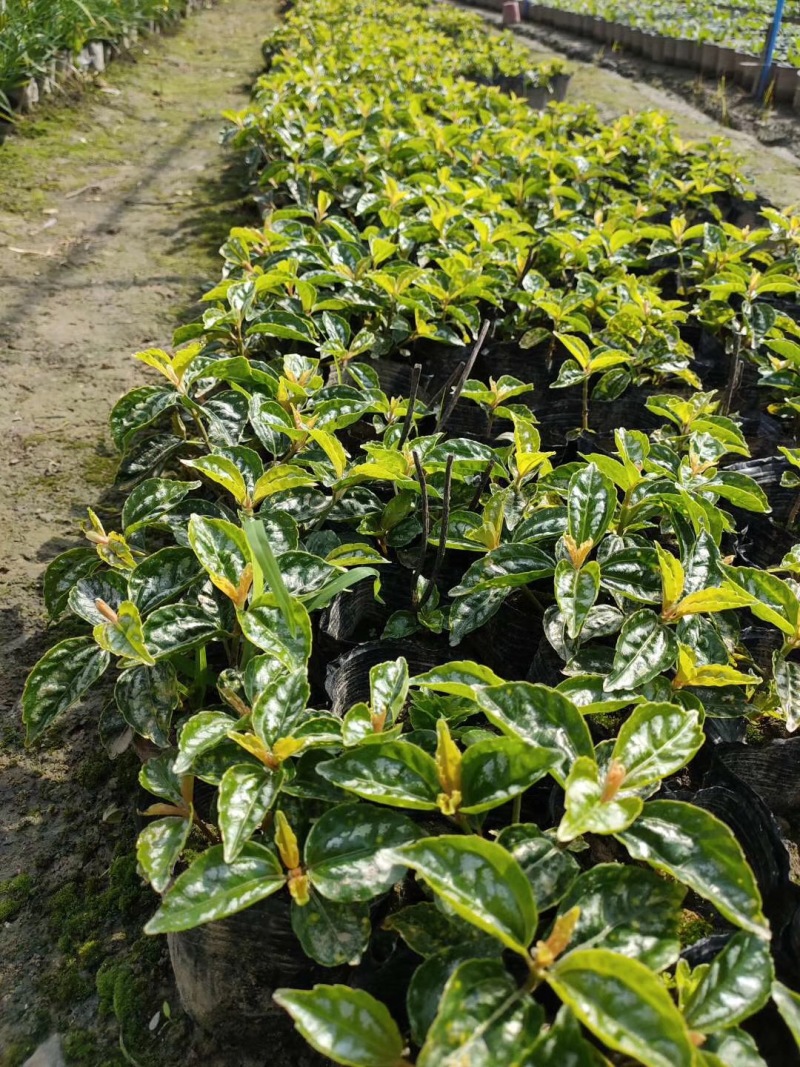 12杯冷水花批发出售冷水花基地供应冷水花工程苗