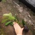 四川龙船花批发出售龙船花小杯苗子龙船花盆苗价格