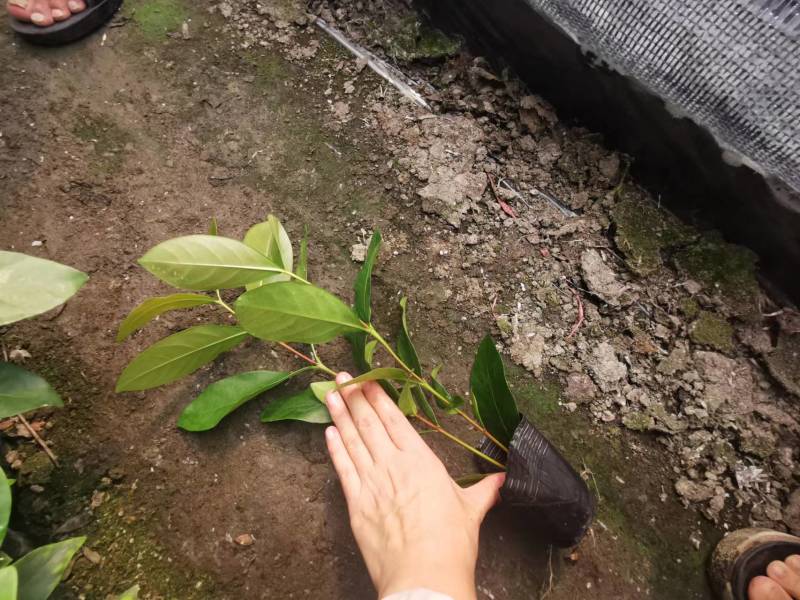 四川龙船花批发出售龙船花小杯苗子龙船花盆苗价格