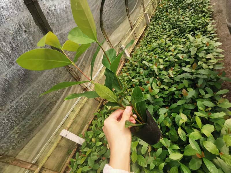 四川龙船花批发出售龙船花小杯苗子龙船花盆苗价格